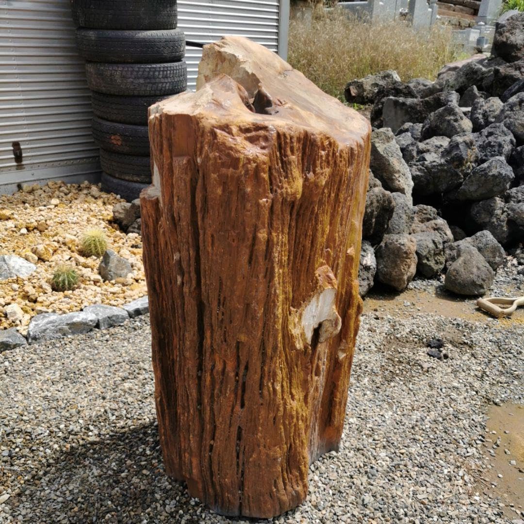 Amazon.co.jp: インドネシア産 珪化木 222キロ 木化石 庭石 石 鑑賞石